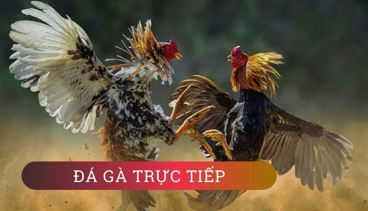 Hướng Dẫn Chơi Đá Gà GA28 Tại W88: Thông Tin Chi Tiết Nhất
